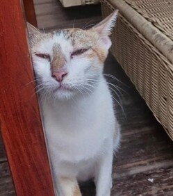 ネコshared image (5).jpg